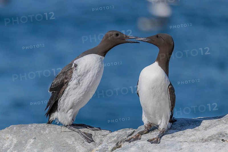 Common guillemot (Uria aalge), pair, Hornoya, Varangerfjord, Norway
