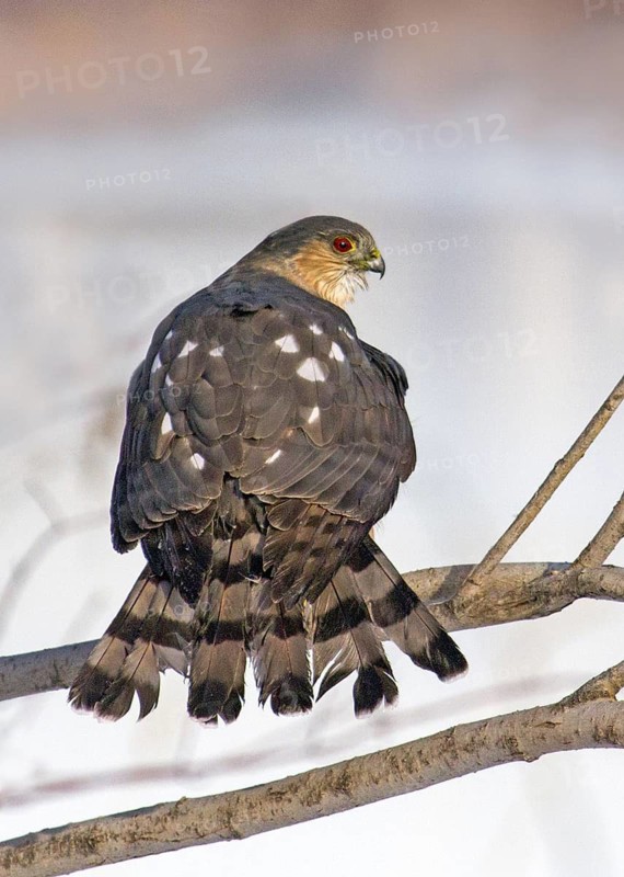 Sharp-shinned Hawk (Accipiter striatus), Saskatchewan, Canada