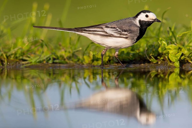 White wagtail, (Motacilla alba), animals, birds, family of wagtails and pipits, Beindersheim, Bad Dürkheim district, Rhineland-Palatinate, Federal Republic of Germany