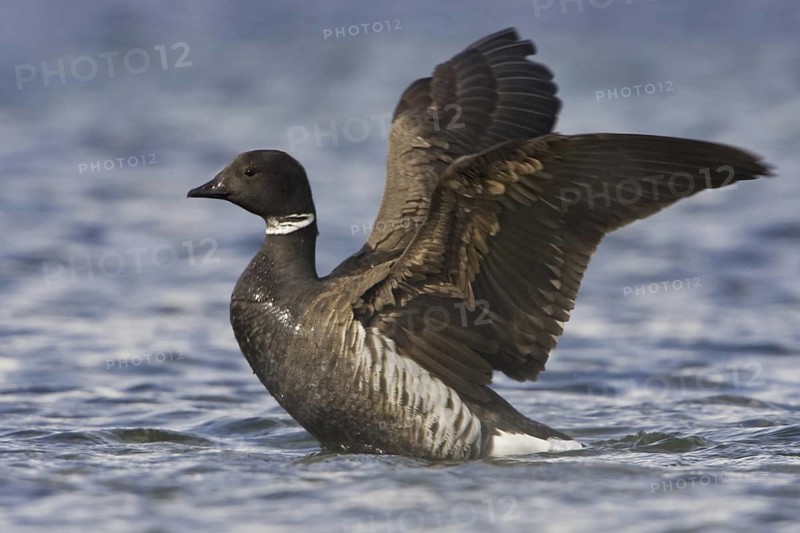 Brant Goose (Branta bernicla), British Columbia, Canada