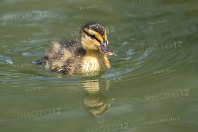 Mallard duck (Anas platyrhynchos) juvenile baby duckling bird on the water of a lake in summer, England, United Kingdom