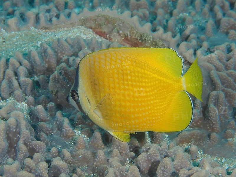 Sunburst Butterflyfish (Chaetodon kleinii)