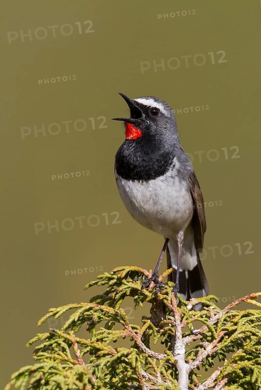 White-tailed Rubythroat - Bergrubinkehlchen - Calliope pectoralis ssp. ballioni, Kazakhstan, adult male