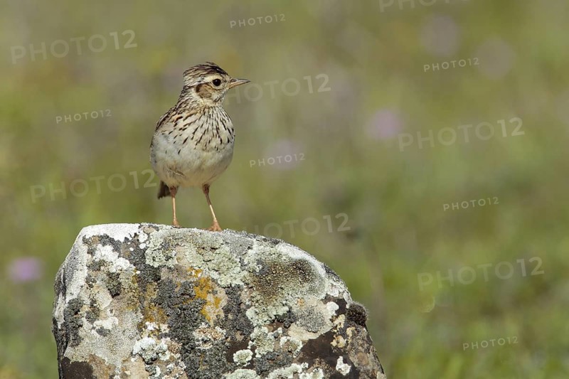 Woodlark (Lullula arborea), Andalusia, Spain