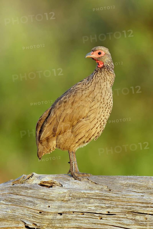 Swainsons Frankolijn zittend op boomstronk, Swainson's Spurfowl sitting on tree