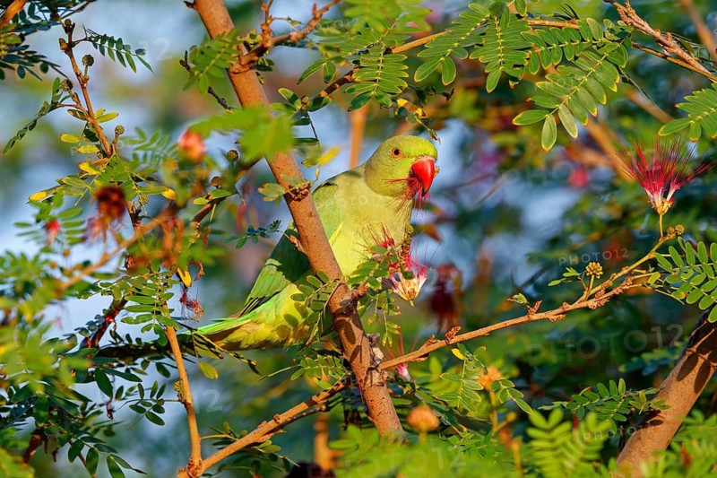 Collared Parakeet, (Psittacula krameri), Small Alexander Parakeet, eats flowers Muscat, Al Qurm Park, Muscat, Oman