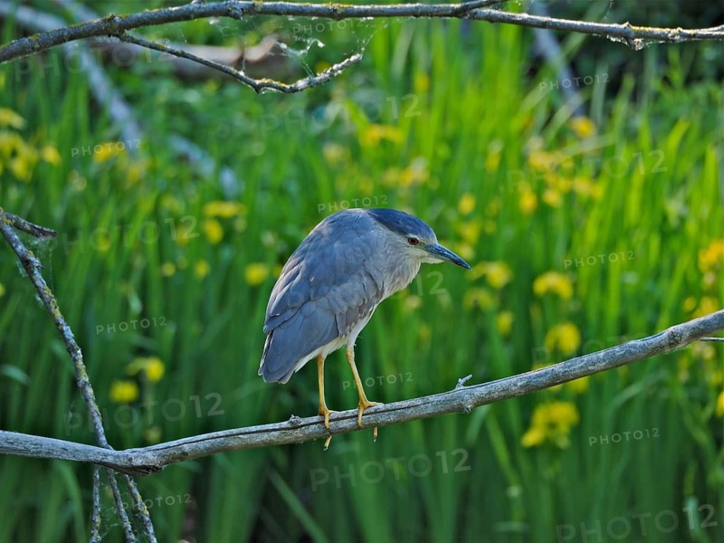 Night heron (Nycticorax nycticorax)