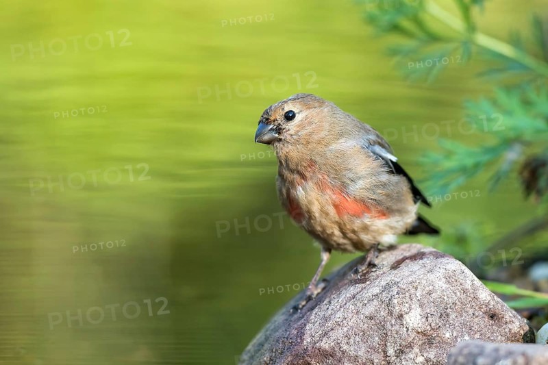 Eurasian Bullfinch (Pyrrhula pyrrhula) young male at a small stream, Mecklenburg-Western Pomerania, Germany