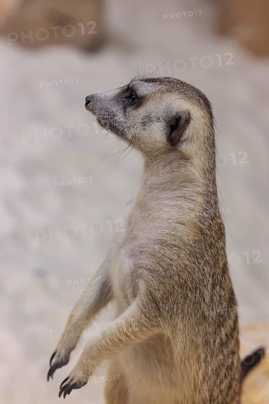 Meerkat (Suricata suricatta) at the Chattanooga Zoo in Chattanooga, Tennessee