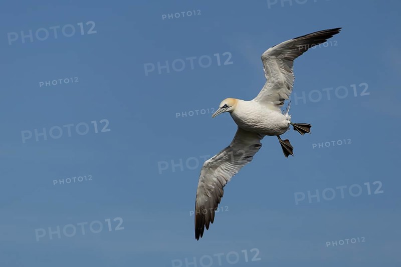 Northern gannet (Morus bassanus) adult seabird bird in flight in summer, RSPB Bempton cliffs nature reserve, Yorkshire, England, United Kingdom
