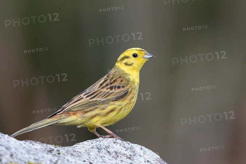 Yellowhammer - Goldammer - Emberiza citrinella ssp. citrinella, Germany, adult male