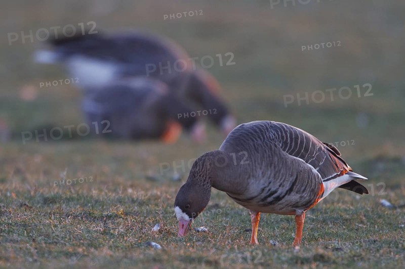 Greater White-fronted Goose (Anser albifrons) foraging, North Rhine-Westphalia, Germany