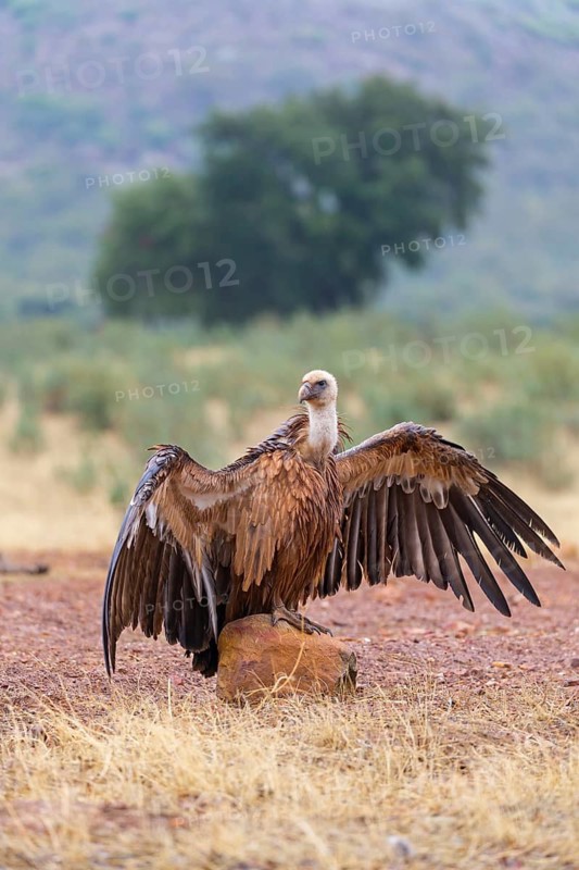 Gänsegeier, Eurasian Griffon Vulture, Griffon Vulture, Eurasian Griffon, Gyps fulvus, Vautour fauve, Buitre Leonado