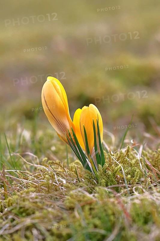 Crocus (Crocus) yellow flower in spring in a meadow, Wilnsdorf, North Rhine-Westphalia, Germany
