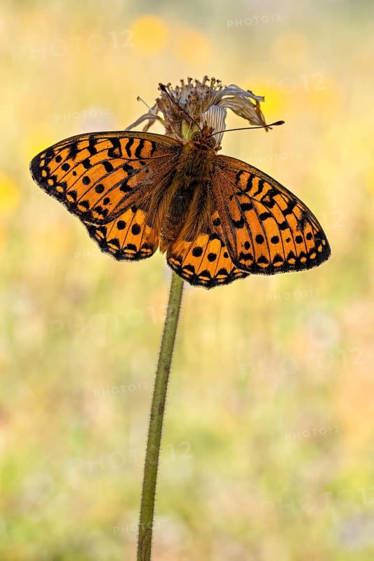Der Große Perlmutterfalter (Speyeria aglaja) mit geöffneten Flügeln