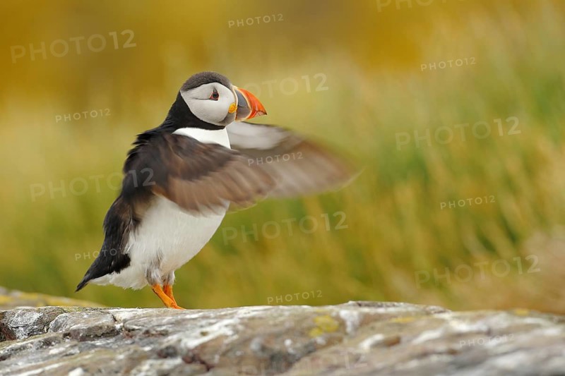Atlantic Puffin (Fratercula arctica), Farne Island, United Kingdom