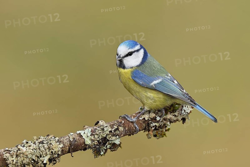 Blue tit (Parus caeruleus), sitting on a branch overgrown with lichen, Wilnsdorf, North Rhine-Westphalia, Germany