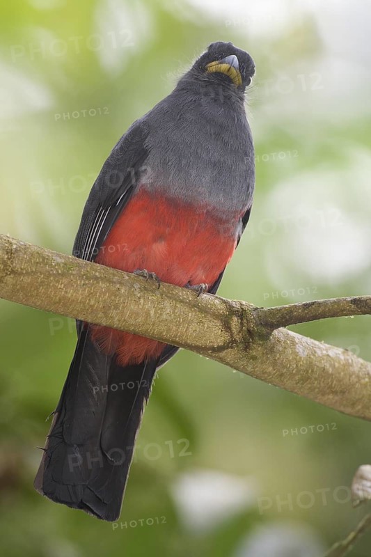 Choco Trogon (Trogon comptus) female, Rio Silanche, Ecuador