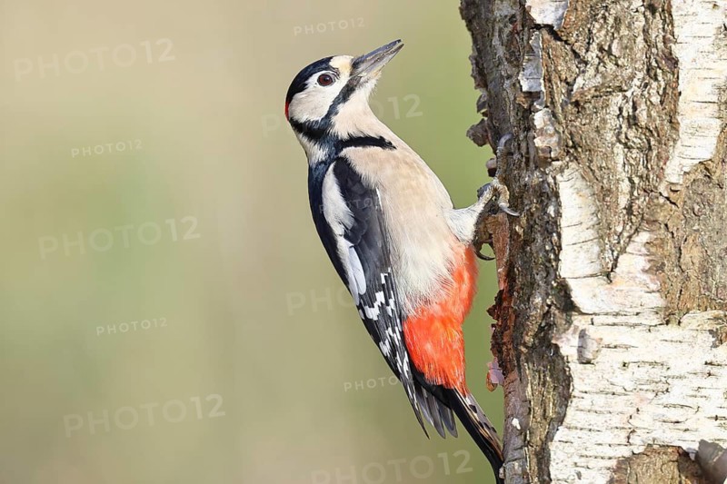 Great spotted woodpecker (Dendrocopus major), male, foraging on the trunk of a common birch (Betula pendula), wildlife, woodpeckers, nature photography, autumn, Wilnsdorf, North Rhine-Westphalia, Germany