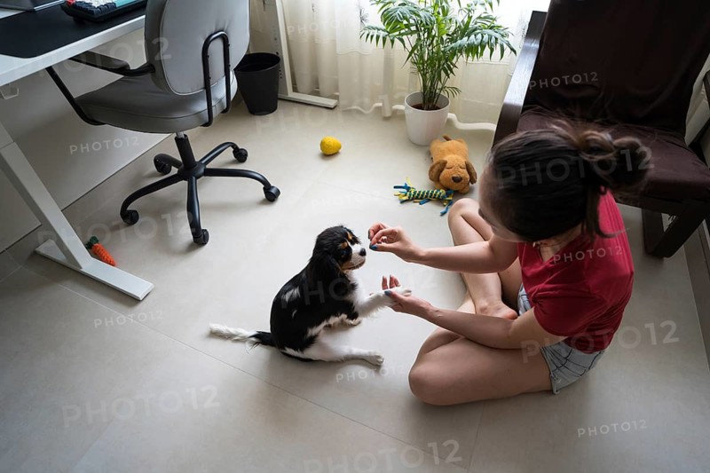 A young woman in a bright room trains her Cavalier King Charles Spaniel puppy at home, using positive reinforcement techniques. The playful scene is filled with warmth and joy