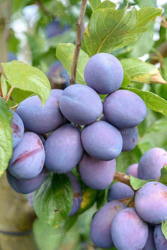 Plum (Prunus domestica 'President'), LVG Erfurt, Federal Republic of Germany