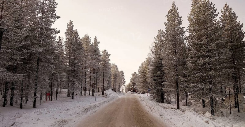 A serene winter scene, showcasing a snowy road meandering between rows of frost-covered pine trees under a soft, overcast sky
