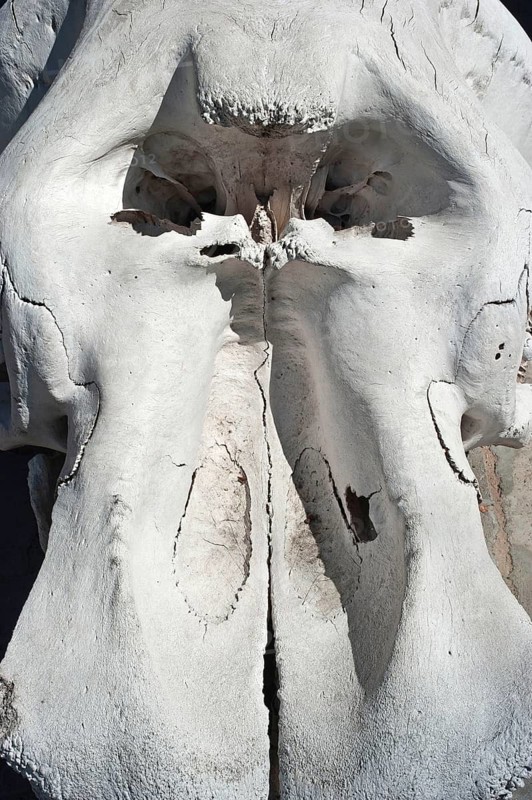 Hippo skull, skull, animal skull, poacher, hunting, trophy, hunting trophy, hunt, death, skull, Botswana