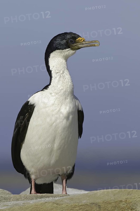 Imperial Shag (Leucocarbo atriceps), Falkland Islands