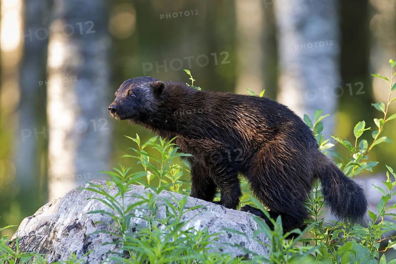 Wolverine, (Gulo gulo), animals, mammals, biotope, habitat, foraging, predator species, marten family, Lentiira, Lentiira / Kuhmo, Finland