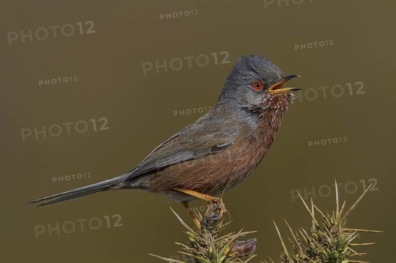 Dartford Warbler (Sylvia undata) male singing, Wales, United Kingdom