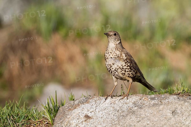 Mistle Thrush - Misteldrossel - Turdus viscivoruss ssp. bonapartei, Kazakstan, adult