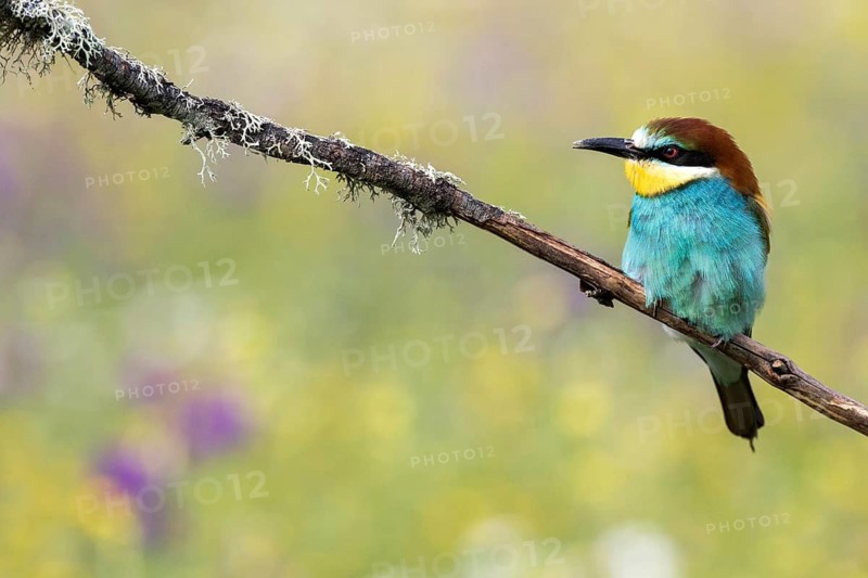 European Bee-eater (Merops apiaster) perched on a branch, Andalusia, Spain