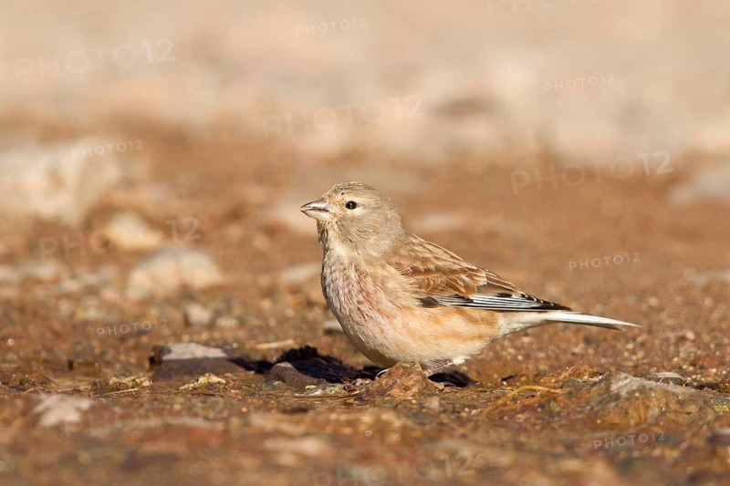 Common Linnet (Linaria cannabina) male, Marrakesch-Safi, Morocco