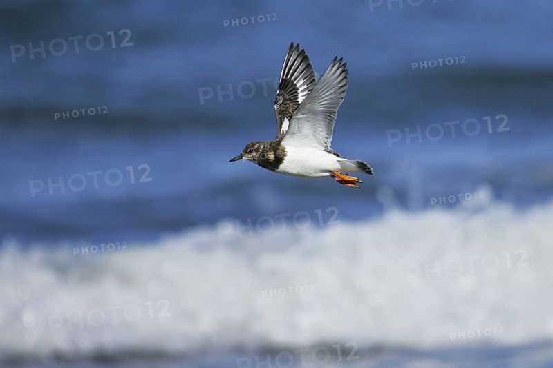Ruddy Turnstone (Arenaria interpres) juvenile flying, Mecklenburg-Western Pomerania, Germany