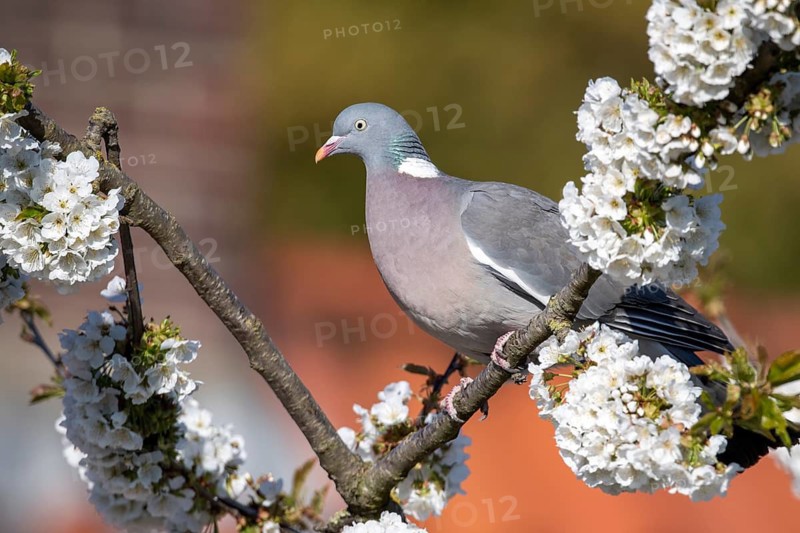 Woodpigeon (Columba palumbus) in a flowering cherry tree, Vechta, Lower Saxony, Germany