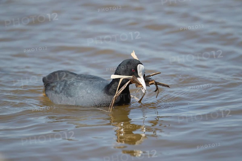 Eurasian coot (Fulica atra) adult bird carrying nesting material in its beak in spring, RSPB Minsmere nature reserve, Suffolk, England, United Kingdom