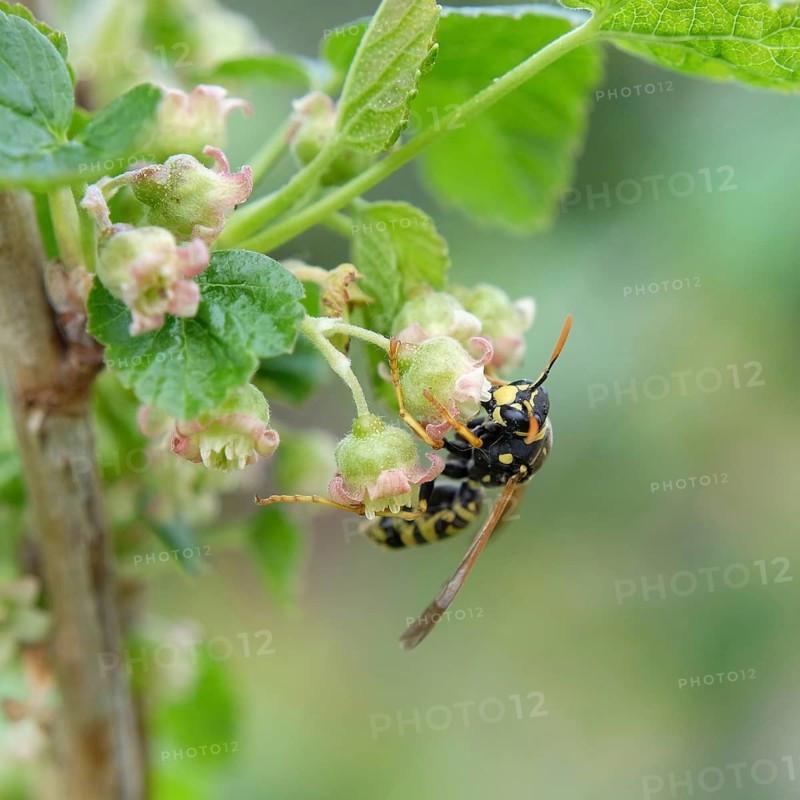 European Paper Wasp (Polistes dominula), Black currant (Ribes nigrum 'Titania'), European Paper Wasp (Polistes dominula), Vespula germanica, Blumenhof Drößler, Germany
