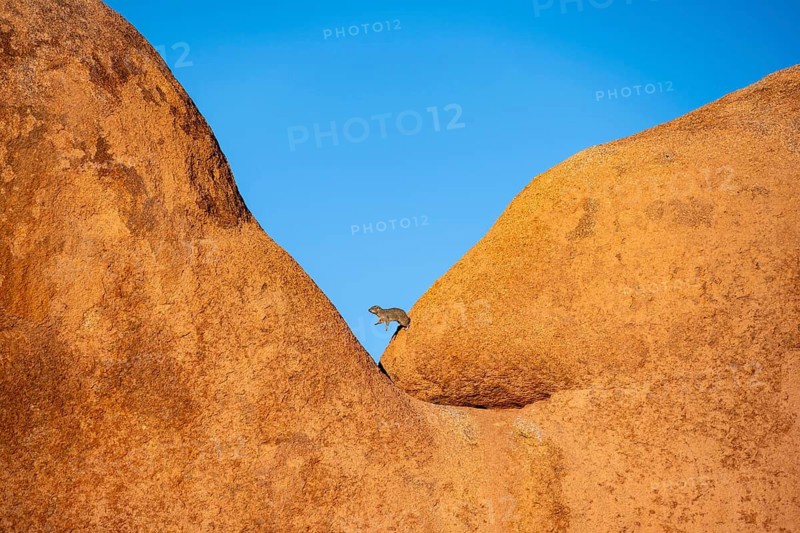 Rock hyrax (Procavia capensis) jumps on a big boulder, Pontok-Berge, Spitzkoppe, Große Spitzkuppe Nature Reserve, Namibia
