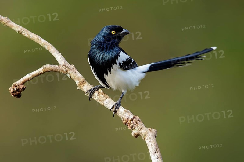 Magpie Tanager (Cissopis leverianus) perched on a branch in the Atlantic Rainforest Region of Brazil