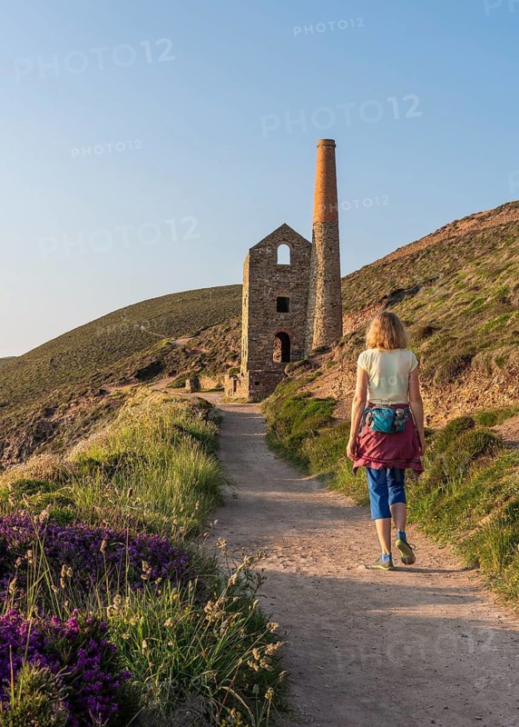 A hiker on the trail to the ruins of Wheal Coates, a former tin mine. The Towanroath Shaft. Pink flowering heather (Erica) by the wayside. Evening, golden hour. St Agnes, Cornwall, England, Great Britain
