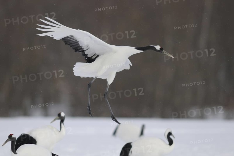 Red-crowned Crane (Grus japonensis) flying, Hokkaido, Japan