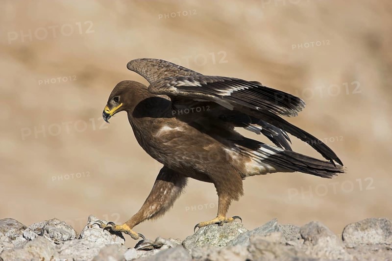 Steppe Eagle (Aquila nipalensis), Oman
