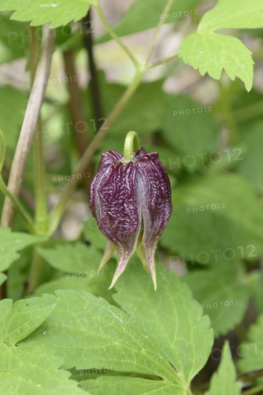 Clematis chiisanensis, Saxon State Institute for Agriculture, Pillnitz, Saxony, Germany