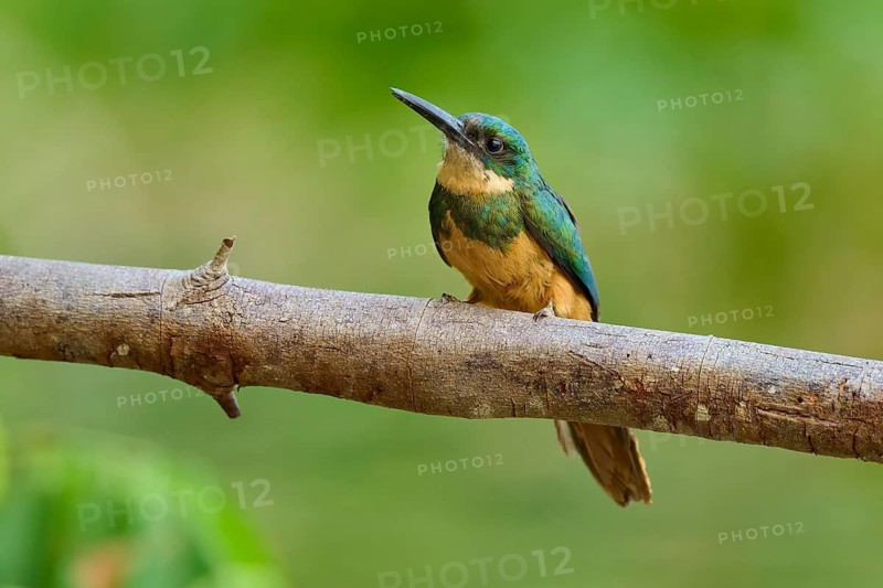 A colourful bird sitting on a branch in green surroundings, Rufous-tailed jacamar (Galbula ruficauda), Pantanal, Mato Grosso, Brazil