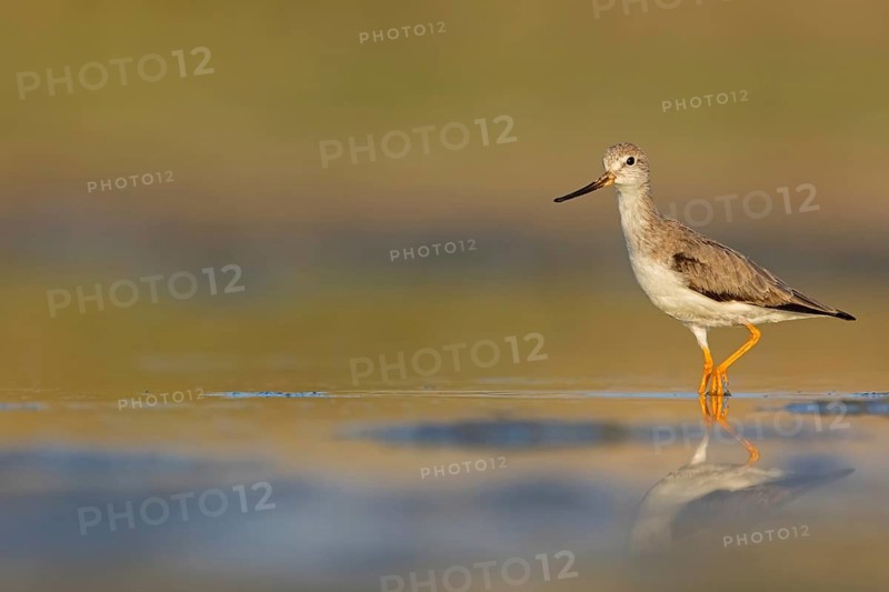 Terek sandpiper, (Xenus cinereus), animal, animals, bird, birds, snipe family, snipe, biotope, habitat, foraging Salalah, Raysut, Sohar, Oman