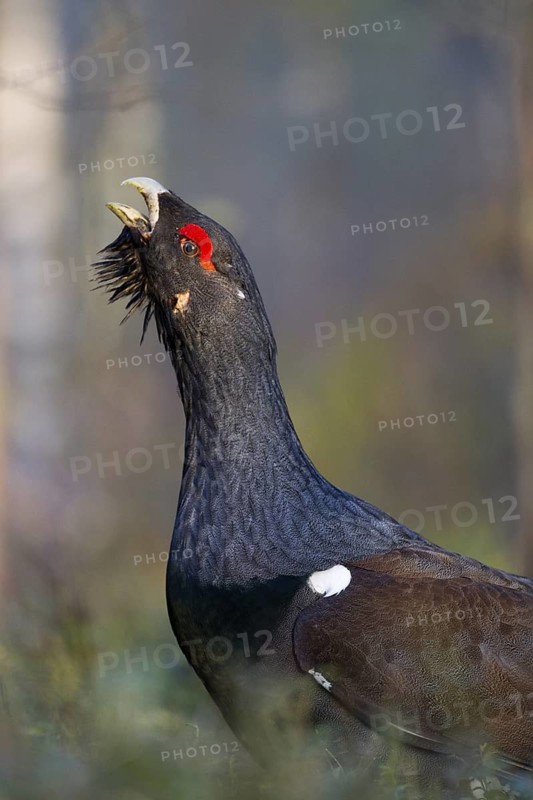 Western Capercaillie (Tetrao urogallus) male, Nizhegorodskaya, Russia