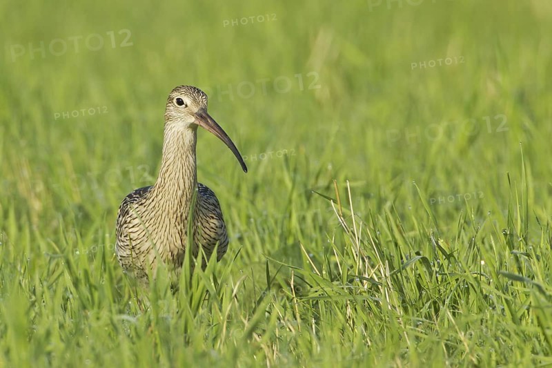 Eurasian Curlew (Numenius arquata), Germany