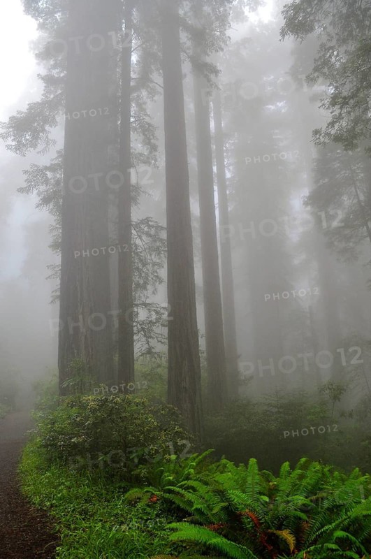 Coast redwood (Sequoia sempervirens)