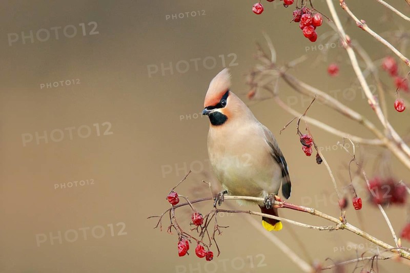 Bohemian Waxwing (Bombycilla garrulus), North Rhine-Westphalia, Germany