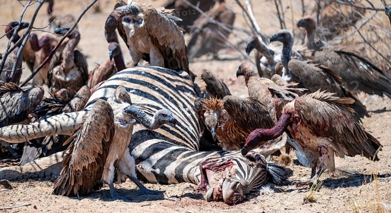 White-backed vulture (Gyps africanus) with bloody head sitting on the head of a dead plains zebra (Equus quagga), vultures feeding on the carcass, Etosha National Park, Namibia